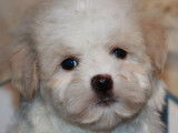 Un chiot m&acirc;le Bichon petit chien lion LOF disponible