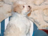 Un chiot m&acirc;le Bichon petit chien lion LOF disponible