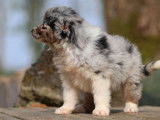 Vente de 2 chiots Bergers Américains Miniatures LOF, mâles bleu merle