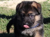 &Agrave; vendre 6 chiots Bergers Allemands LOF au pelage noir et feu