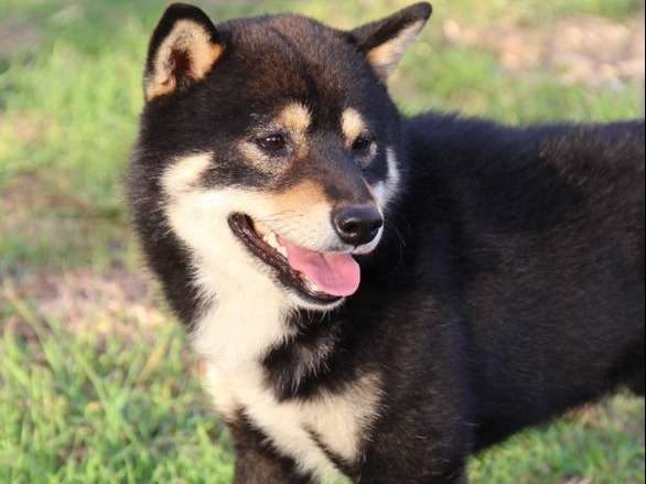 Disponible : un chien Shiba Inu LOF de 4 ans au pelage tricolore