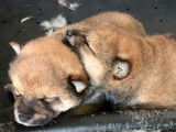2 chiots Shiba Inus mâles LOF au pelage fauve charbonné à acheter