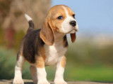 Vente d’un chiot Beagle femelle, tricolore LOF