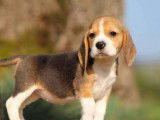 Vente d’un chiot Beagle femelle, tricolore LOF