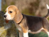 Vente d’un chiot Beagle femelle, tricolore LOF