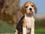 Vente d’un chiot Beagle femelle, tricolore LOF