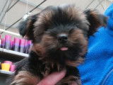 À vendre, 2 chiots Yorkshire Terriers, 1 mâle et 1 femelle LOF bicolore