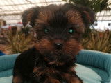 À vendre, 2 chiots Yorkshire Terriers, 1 mâle et 1 femelle LOF bicolore