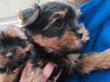 À vendre, 2 chiots Yorkshire Terriers, 1 mâle et 1 femelle LOF bicolore