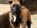 5 chiots Bergers Malinois à réserver, 4 mâles et 1 femelle LOF fauves