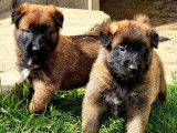 5 chiots Bergers Malinois à réserver, 4 mâles et 1 femelle LOF fauves