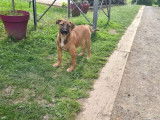 Chiots Bully croisés Malinois à vendre