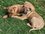 Chiots Bully croisés Malinois à vendre