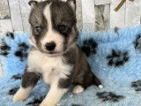5 chiots Huskies Sibériens mâles (LOF) à réserver
