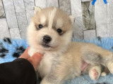 5 chiots Huskies Sibériens mâles (LOF) à réserver