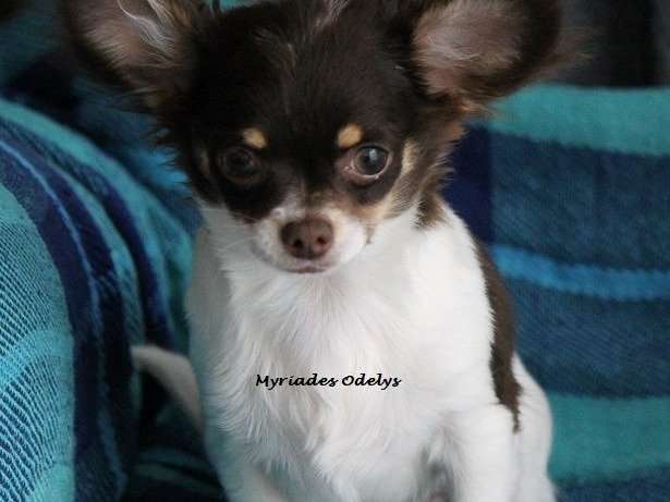 À vendre, un chiot Chihuahua mâle tricolore à poil long (LOF)