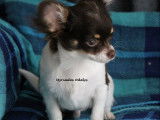 &Agrave; vendre, un chiot Chihuahua m&acirc;le tricolore &agrave; poil long (LOF)