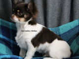 &Agrave; vendre, un chiot Chihuahua m&acirc;le tricolore &agrave; poil long (LOF)