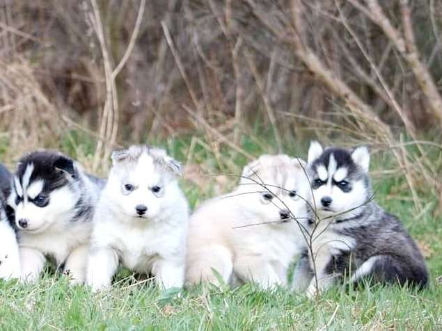 4 chiots Huskies de Sibérie (LOF) à réserver, 3 mâles, 1 femelle