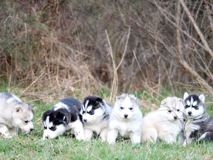 6 chiots Huskies de Sibérie (LOF), à réserver, 4 femelles, 2 mâles