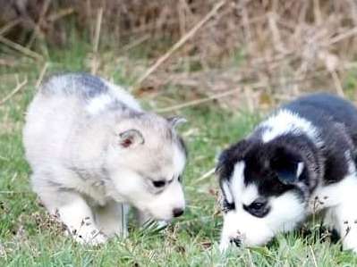 À réserver, trois chiots Huskies de Sibérie femelles (LOF)