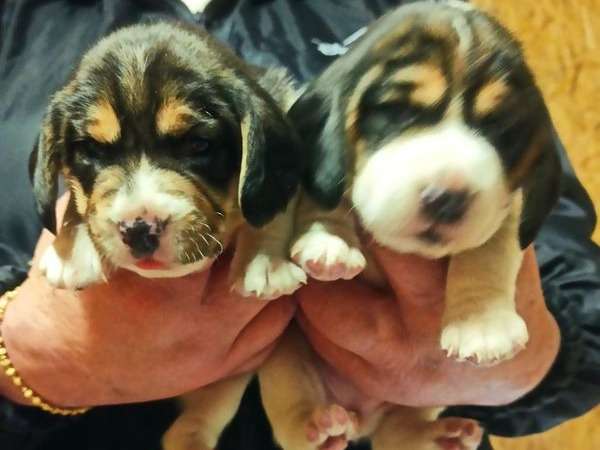 À vendre, deux chiots Beagles femelles tricolores (LOF)