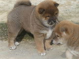 À réserver, trois chiots Shiba Inus mâles de couleur fauve (LOF)