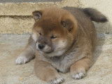 À réserver, trois chiots Shiba Inus mâles de couleur fauve (LOF)
