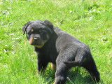 Chiots Rottweilers noir et feu (LOF), à réserver