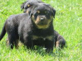 Chiots Rottweilers noir et feu (LOF), à réserver