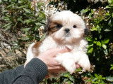 Vente d&rsquo;un chiot Shih Tzu m&acirc;le marron et blanc (LOF)