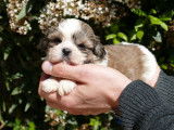 Vente d&rsquo;un chiot Shih Tzu m&acirc;le marron et blanc (LOF)