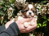 Vente d&rsquo;un chiot Shih Tzu m&acirc;le marron et blanc (LOF)