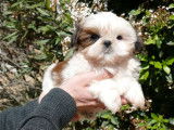R&eacute;servation de 3 chiots Shih Tzus m&acirc;les marron et blanc (LOF)