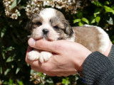 R&eacute;servation de 3 chiots Shih Tzus m&acirc;les marron et blanc (LOF)