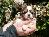 R&eacute;servation de 3 chiots Shih Tzus m&acirc;les marron et blanc (LOF)
