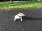 Chien de race Bull Terrier à vendre
