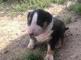 Chien de race Bull Terrier à vendre