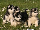Superbes chiots Husky Sibérien à vendre