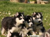 Superbes chiots Husky Sibérien à vendre