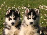 Superbes chiots Husky Sibérien à vendre