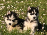 Superbes chiots Husky Sibérien à vendre