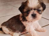 À vendre, deux chiots Shih Tzus mâles (LOF)