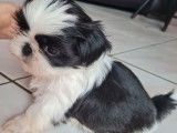 À vendre, deux chiots Shih Tzus mâles (LOF)