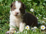 6 chiots mâles Bergers Australiens LOF à vendre