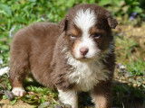 6 chiots mâles Bergers Australiens LOF à vendre