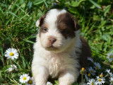 6 chiots mâles Bergers Australiens LOF à vendre