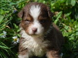 6 chiots mâles Bergers Australiens LOF à vendre