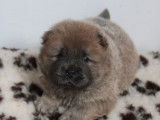 Un chiot mâle Chow Chow LOF au pelage cinnamon à réserver