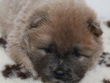 Un chiot mâle Chow Chow LOF au pelage cinnamon à réserver